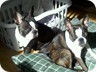 Deva and Rigby enjoying the sun.